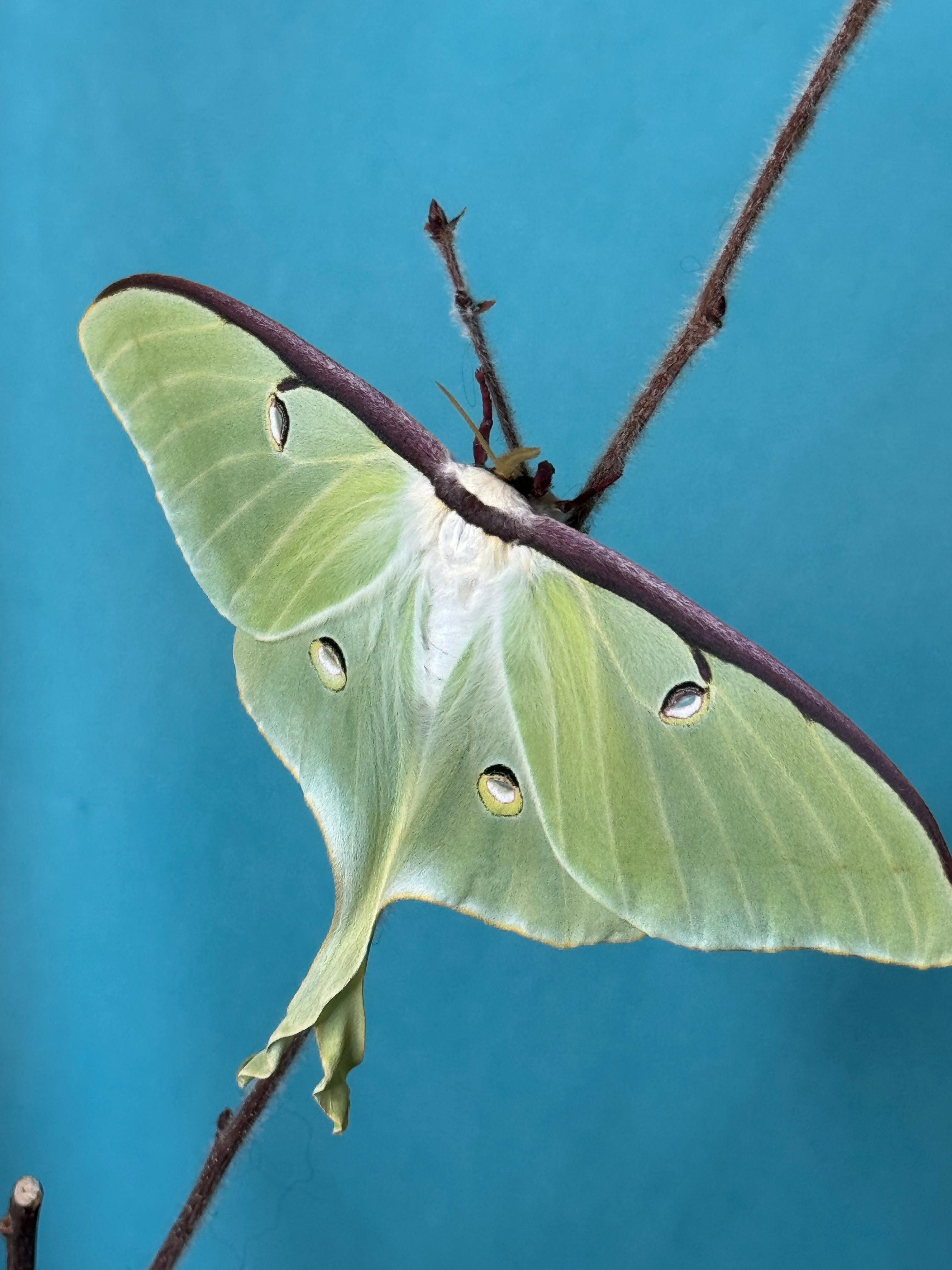 Live Insects