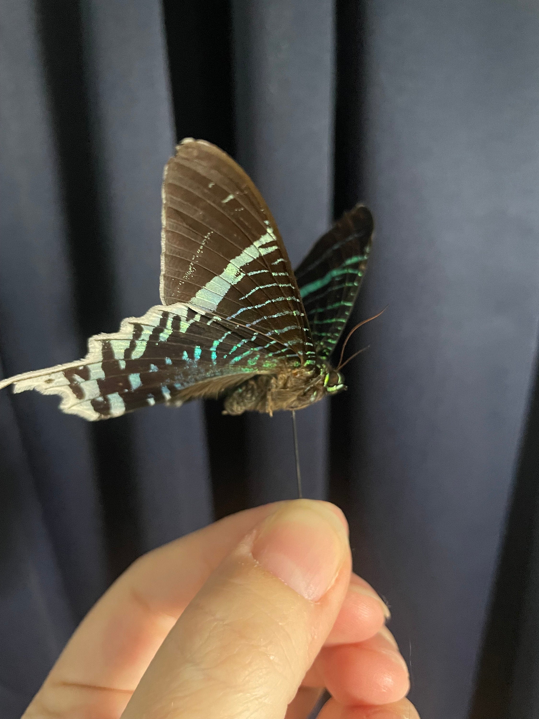 3D Printed Adjustable Deep V Shaped Spreading Board