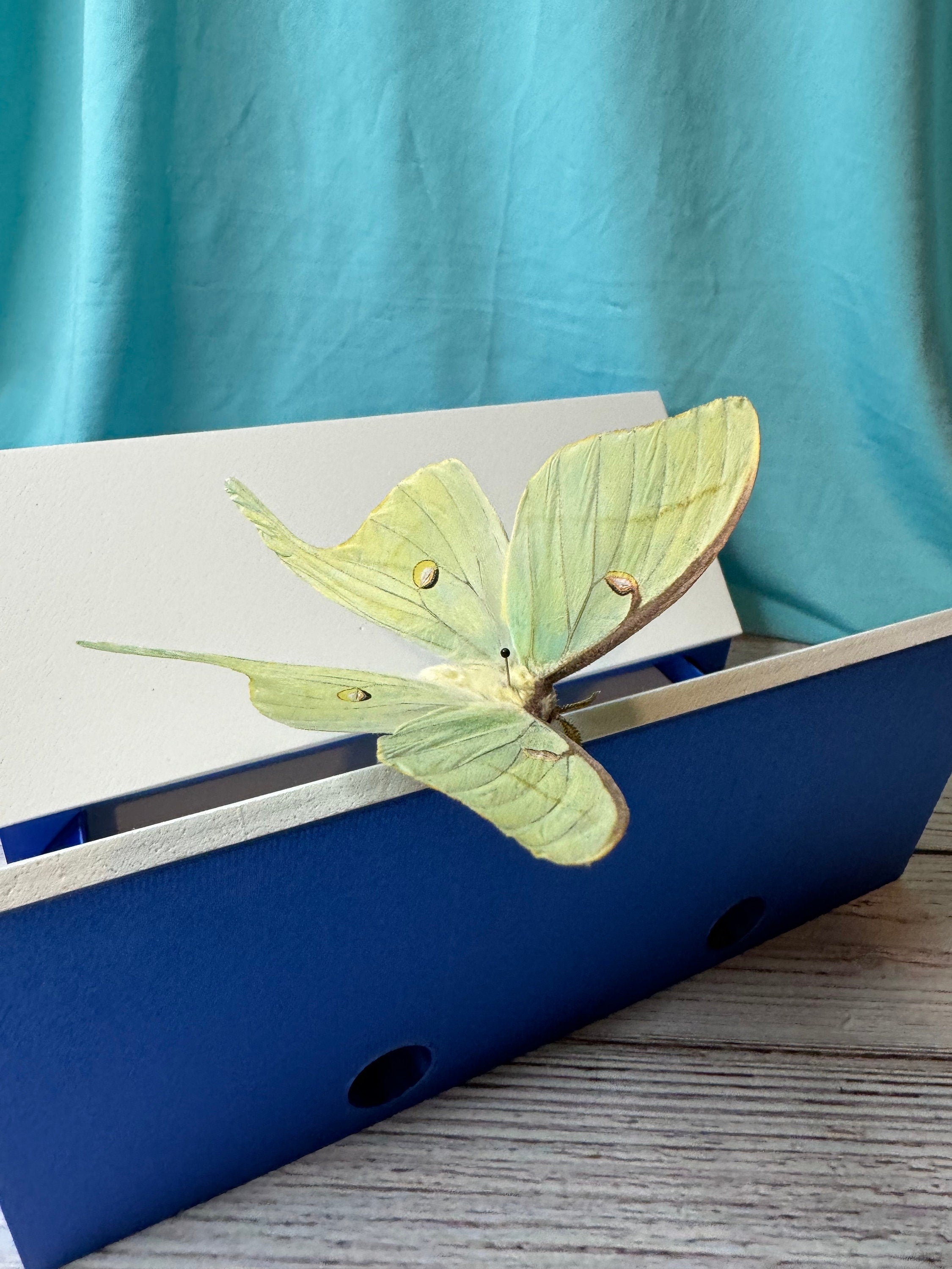 Redesigned 3D Printed Adjustable Deep V Shaped Spreading Board