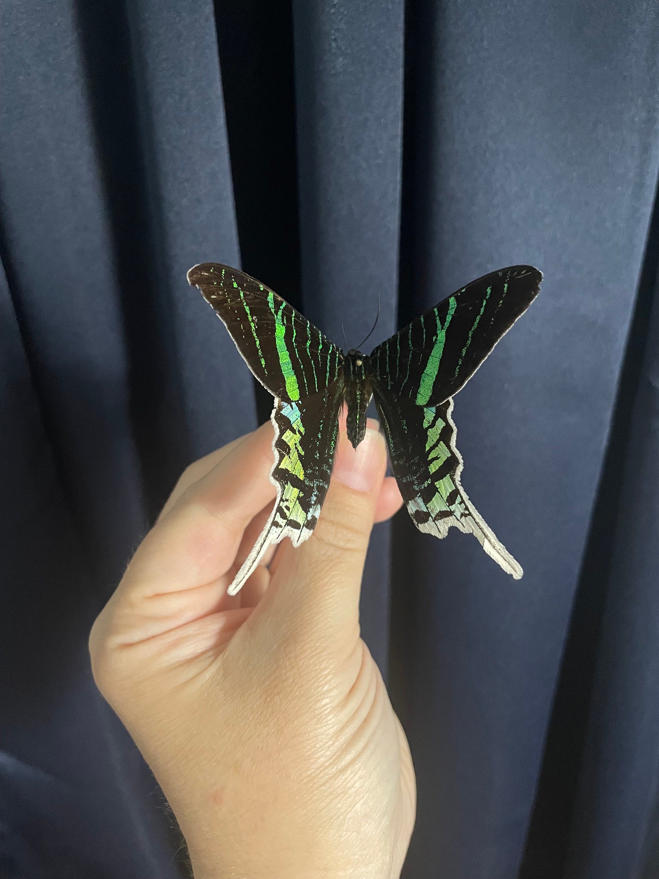 3D Printed Adjustable Deep V Shaped Spreading Board