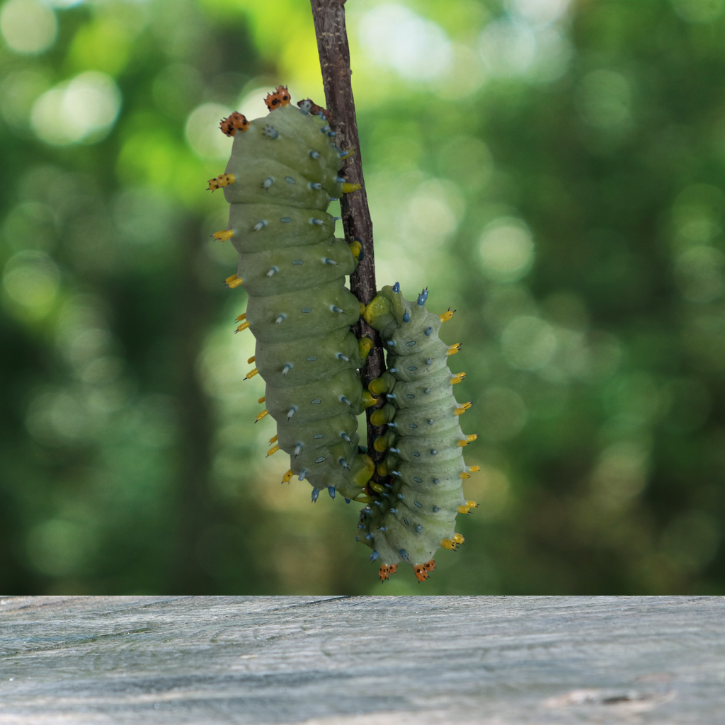 Preorder 2026 Cecropia Moth Eggs