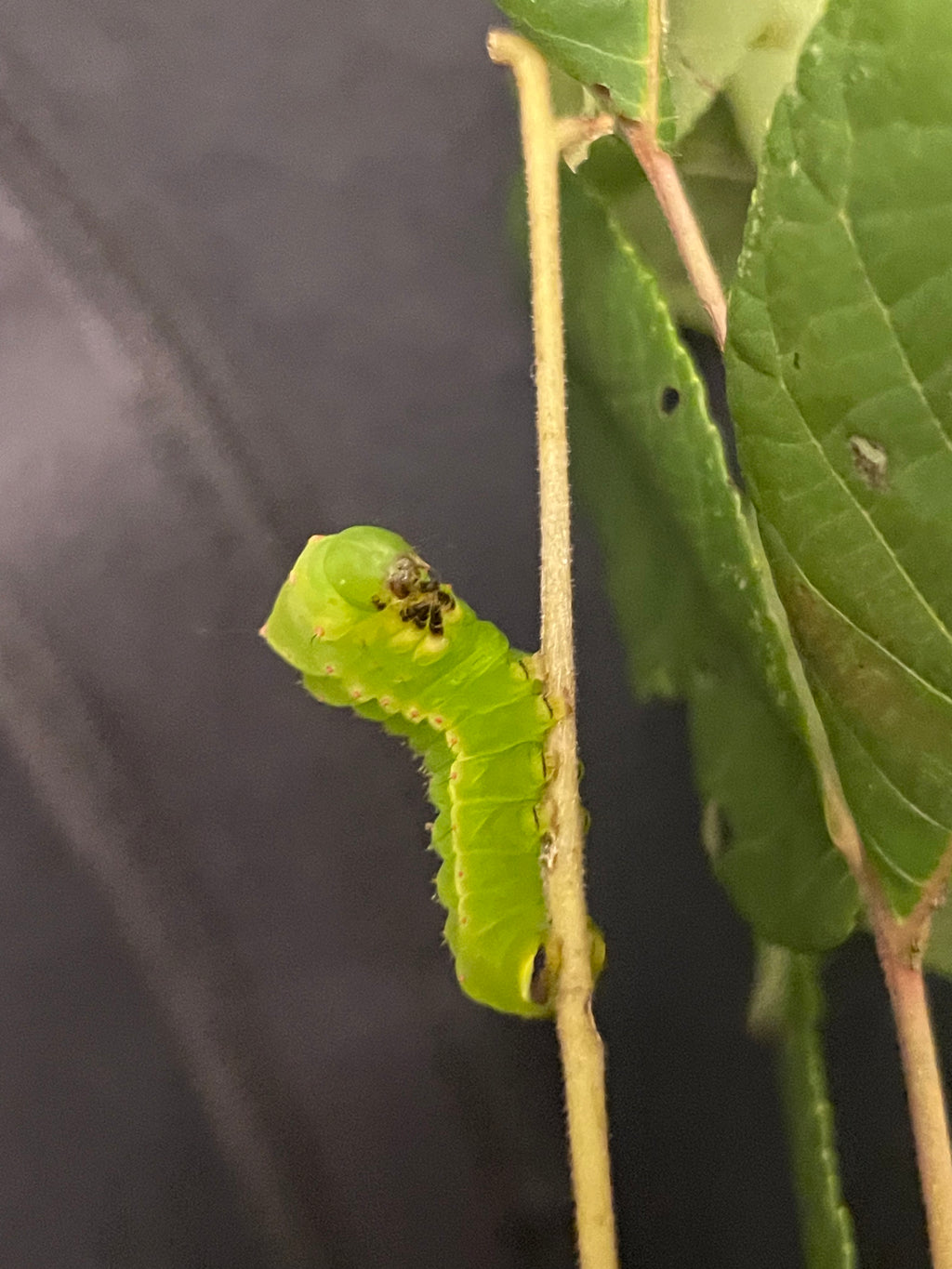 Luna Caterpillar