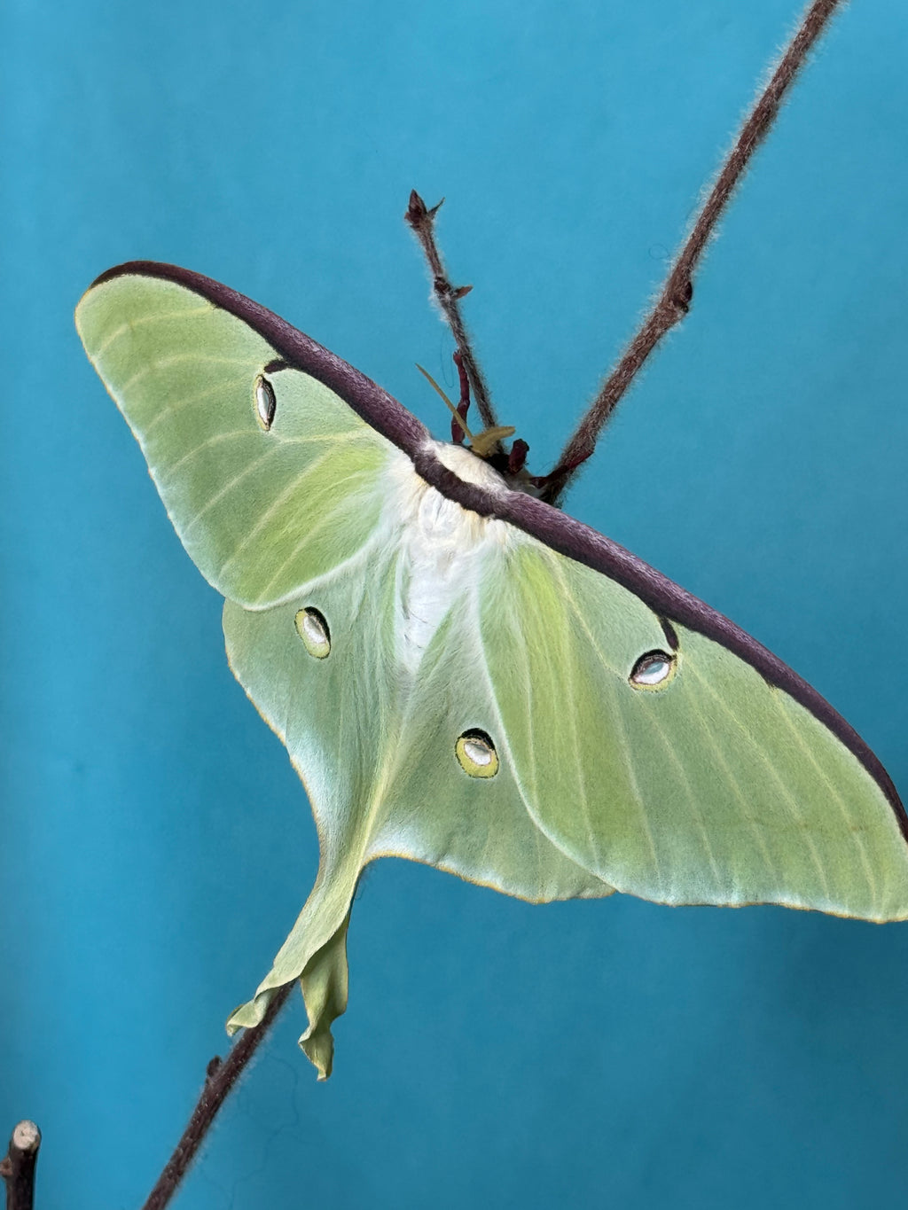 Luna Moth