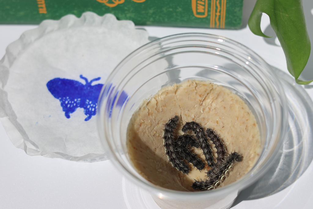 Refill Caterpillar Cups