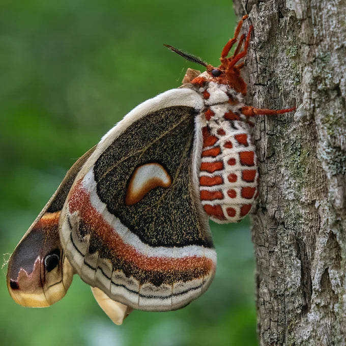 Cecropia Moth